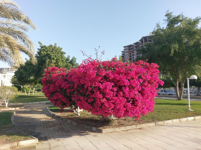 NAKHL ZARIN HOTEL QESHM